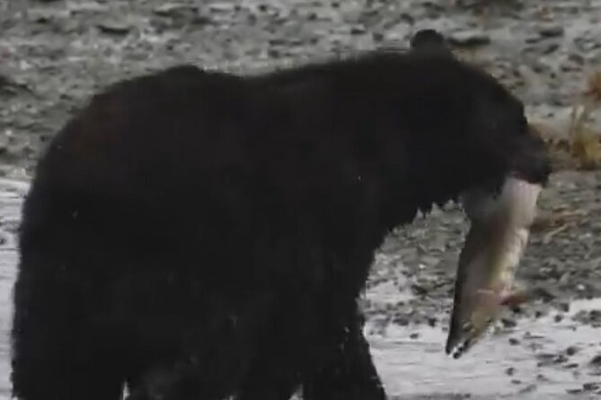 Guided Tour of Ketchikan's Top Attractions - Traveler Reviews and Testimonials