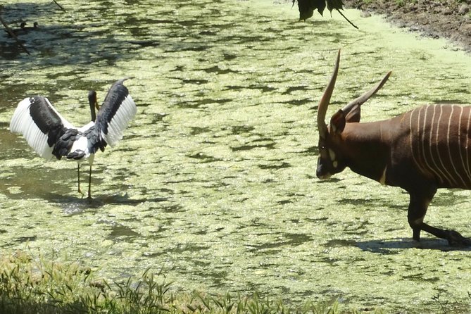 Private Tour of Sonoma Wild Safari Animal Park and Sonoma Redwoods - Sum Up