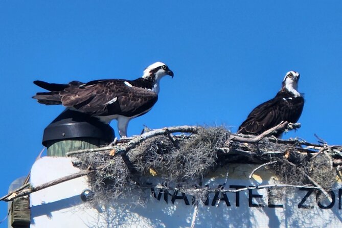 Afternoon Crystal River Ecological Boat Tour - Good To Know
