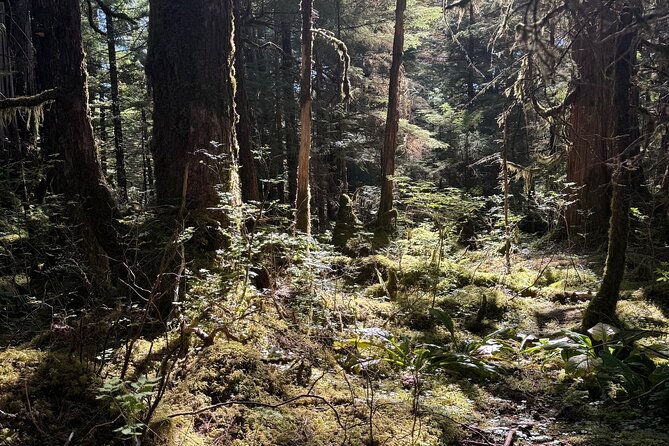 Beautiful Hike on Tongass National Forests Lunch Creek Trail - Good To Know