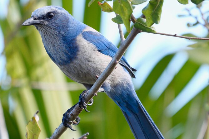 Birding and Wildlife Tour of Floridas Treasure Coast - Good To Know