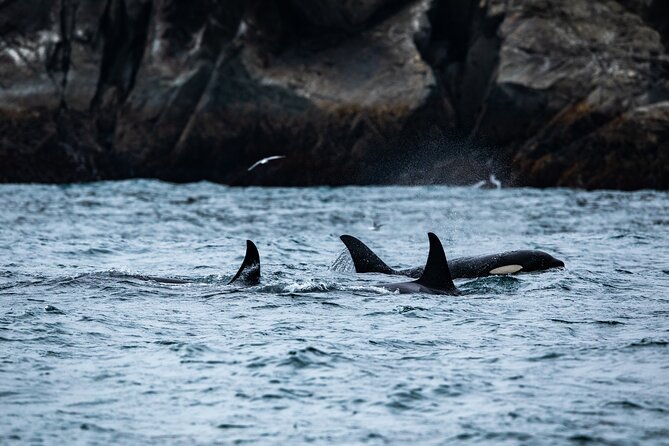 Captains Choice Kenai Fjords National Park Tour From Seward - Good To Know