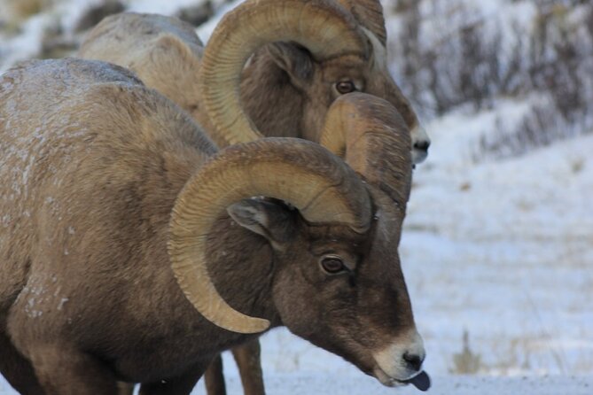 Half Day Private Winter Wildlife Tours in Jackson Hole - Experience the Beauty of Jackson Hole in Winter