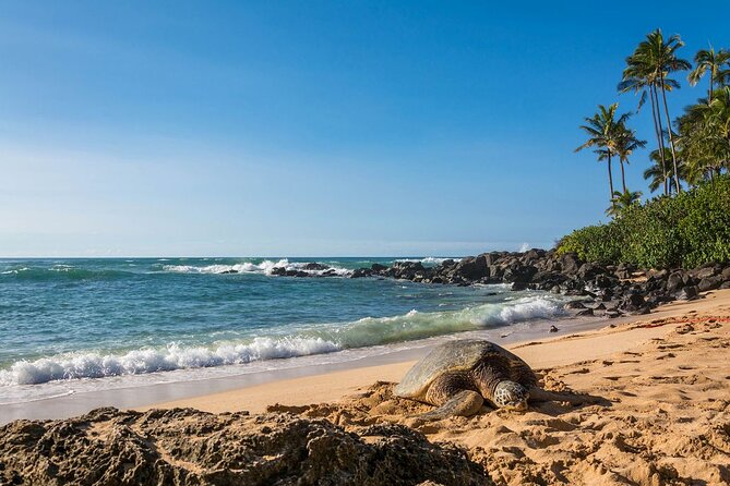 Oahu Top 13 Things to See Slingshot Aloha Tour - Good To Know