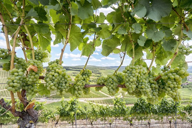 Private, Customized Sonoma Valley Wine Tour - Good To Know