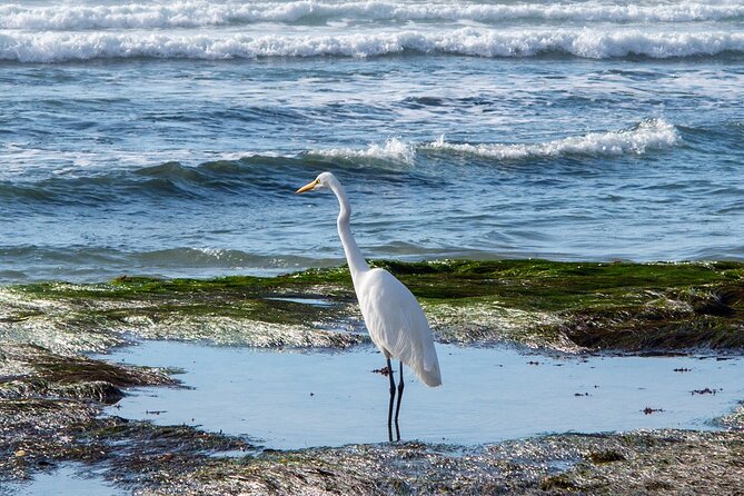 Private Full Day Coastal Tour From San Diego With Private Driver/Guide - Overview of the Coastal Tour