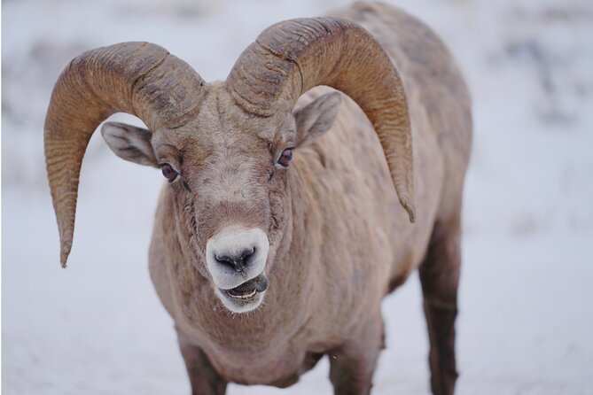 Private Grand Teton Winter Wildlife Safari With Picnic Lunch - Tour Overview
