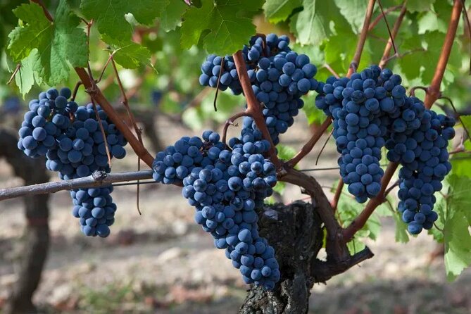 Private Sonoma Wine Tour up to 6 Guests - Good To Know
