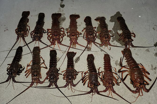 San Diego Lobster Hoop Netting Charter up to 6 People - Good To Know