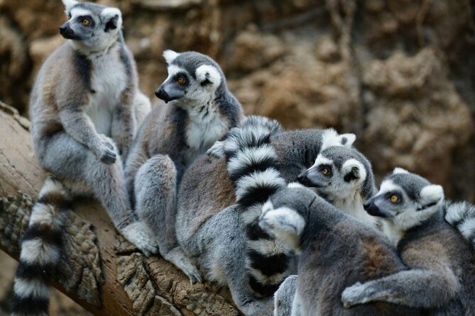 Skip the Line Tickets to Bronx Zoo With Private Transfers - Key Points