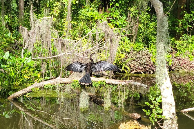 Tavares Half-Day Kayak Rental for Two on the Dora Canal - Good To Know