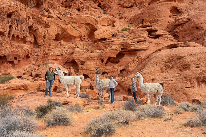 Valley of Fire Llama Hikes - Good To Know