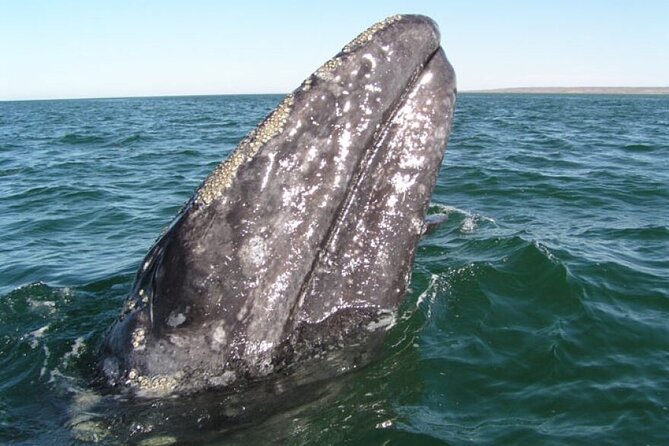 Whale and Wildlife Yacht Cruise in Santa Barbara - Good To Know