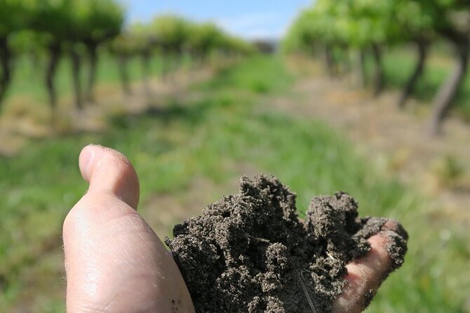 Wine Tasting Audio Tour - Lodi California - Good To Know