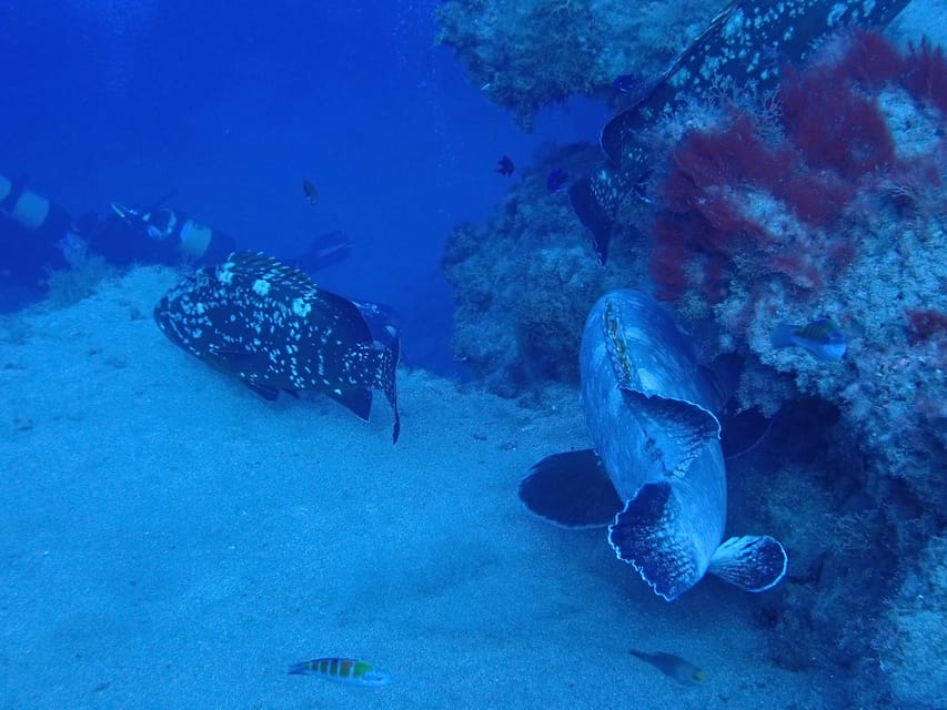 2 PRIVATE GUIDED DIVES