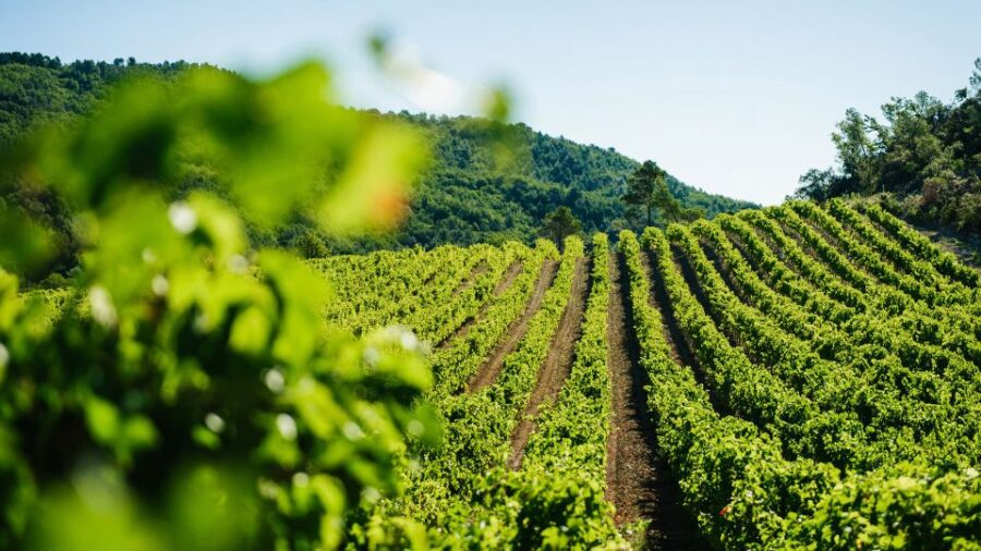 Avignon City of Popes and Wine Tasting Private Full Day Tour