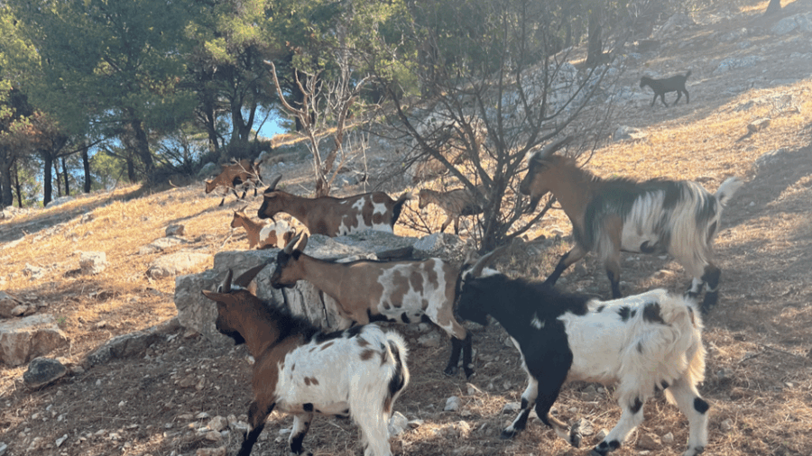 Between Sea and Hills: in the Footsteps of Allauch, Aix, Marseille