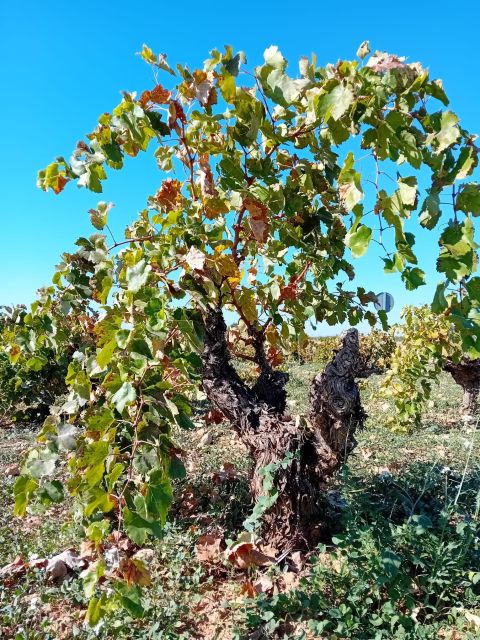 Discover Madrid’s Best: Exclusive Wine Tour & Tastings Await