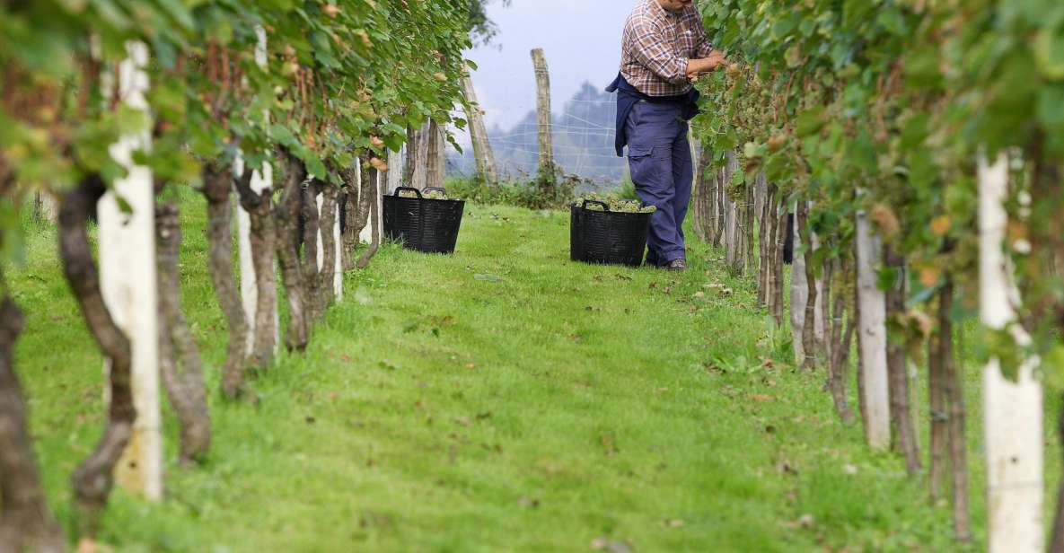 Discover the Essence of Txakoli Wine From San Sebastian