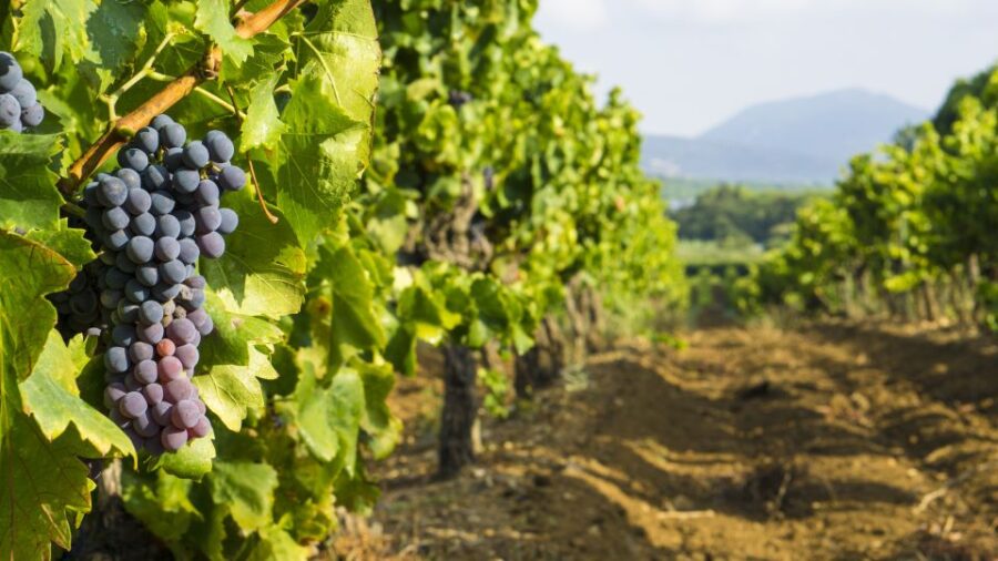 From Aix-en-Provence: Half-Day Wine Tour