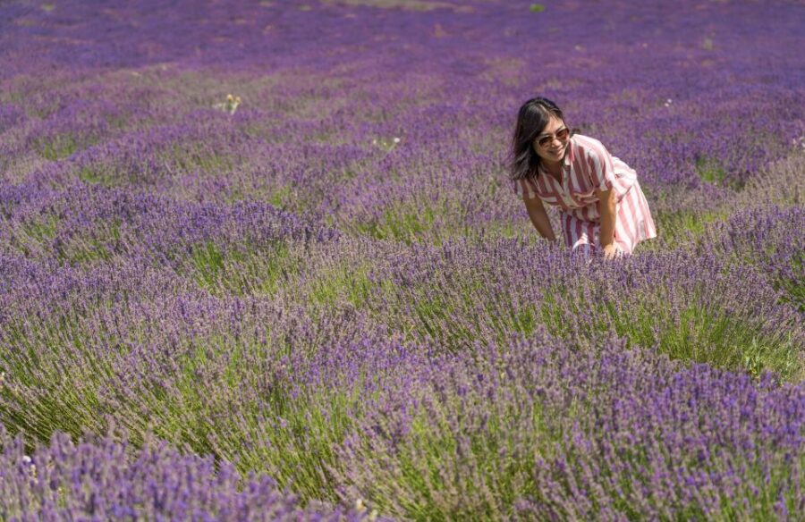 From Aix-en-Provence: Sault Lavender & Gordes Full-Day Tour
