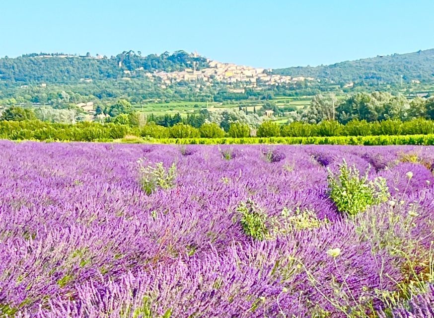 From Avignon: Lavender Tour Around Valensole or Sault