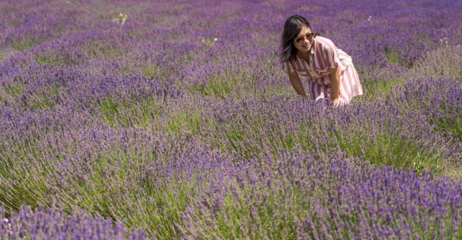 From Marseille: Valensole Lavender Full-Day Tour
