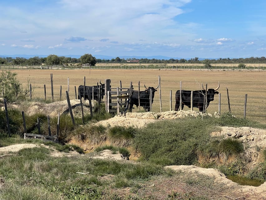 From Montpellier: Camargue and Salt Marshes Guided Tour