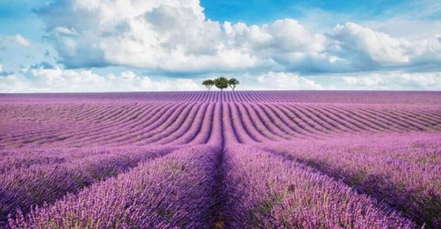 From Nice: Lavender Fields & Verdon Gorge Guided Day Tour