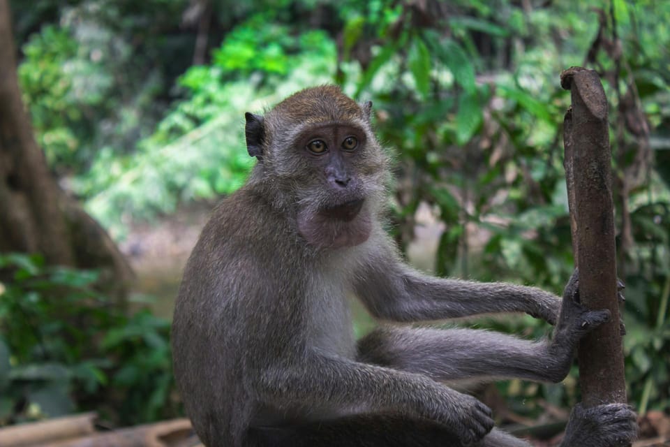 Khao Sok: Private Waterfalls and Wildlife Half-Day Trek