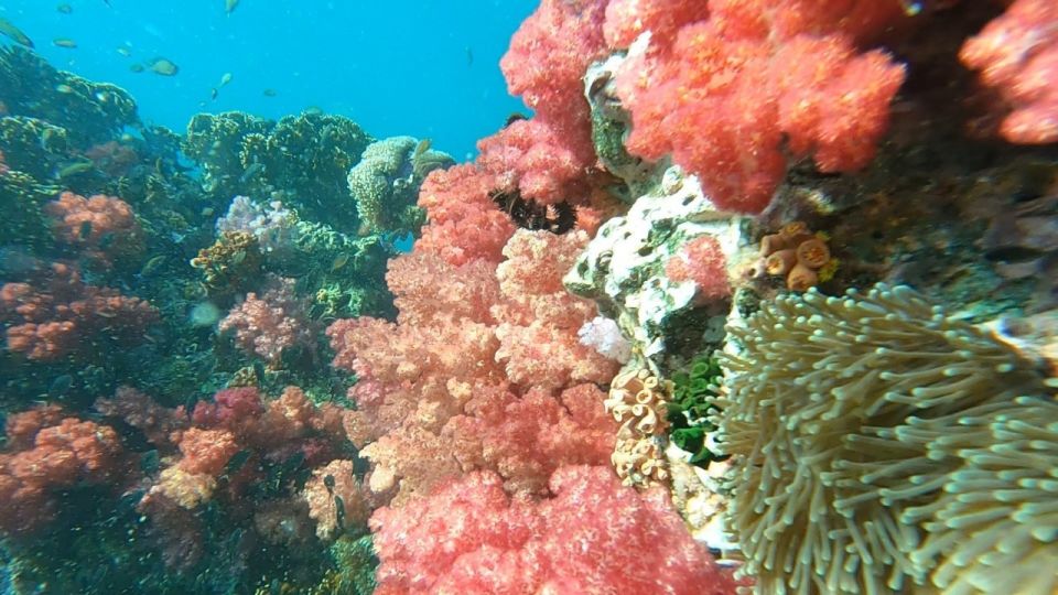 Koh Lipe: Longtail Boat Snorkeling Trip With Lunch