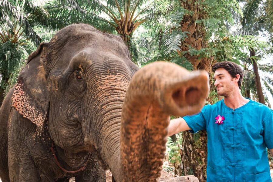 Krabi: Elephant Feeding Program