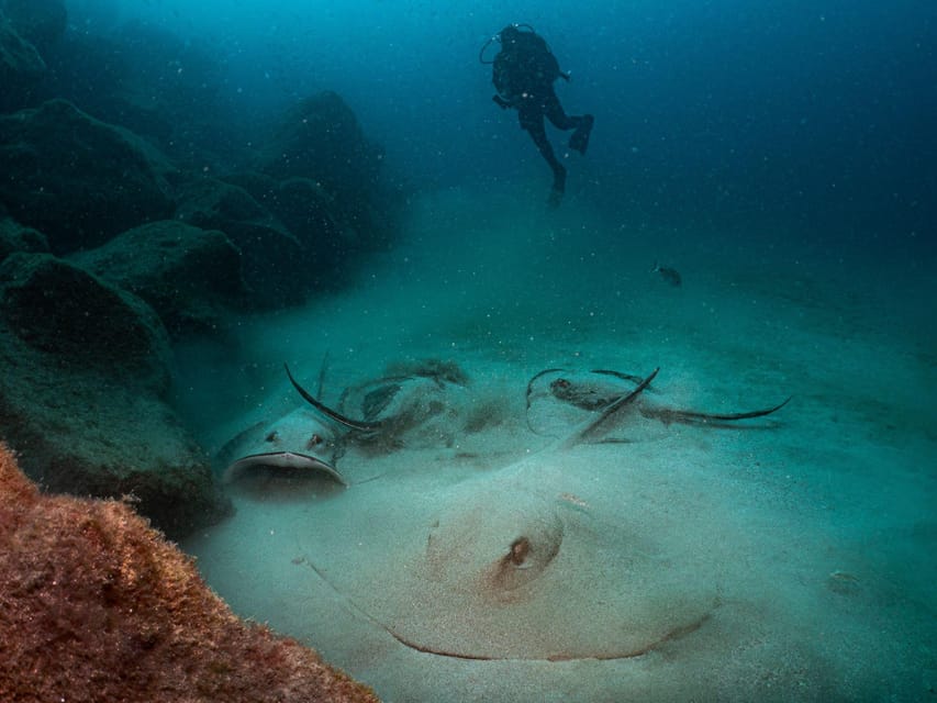 Lanzarote: 2-Dive Package for Certified Divers