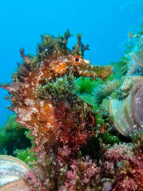 Lanzarote: 2 Guided Dives (Certified Divers Only)