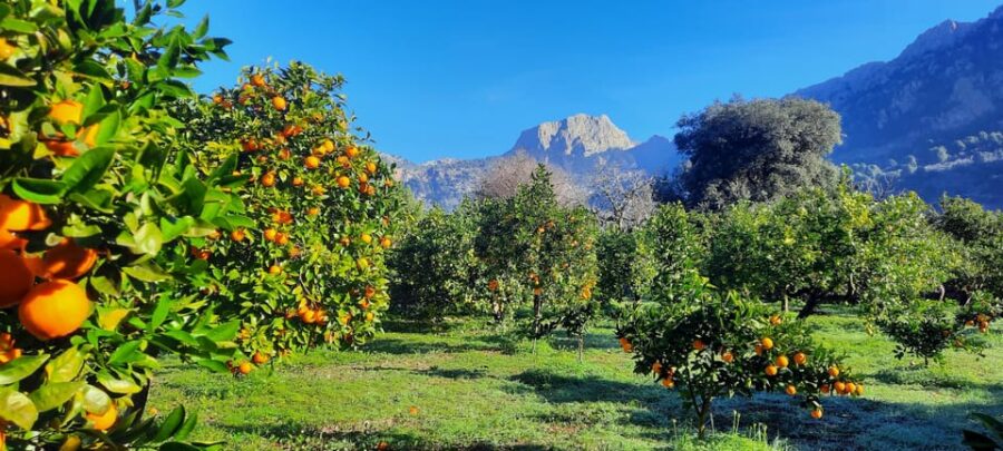 Mallorca: West Coast & Orange Valley Minibus Tour GERMAN GUIDE