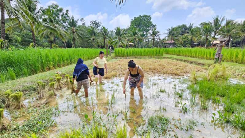 Old Phuket Farm Ticket – Countryside Local Life Culture