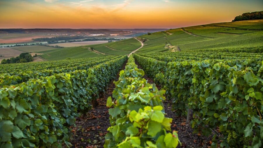 Organic Wine Tasting With Saint Paul Half Day Tour From Nice