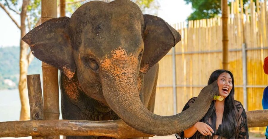 Phuket: Meet Feed & Relax With Elephant