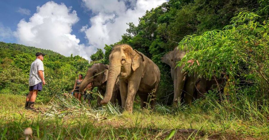 Phuket: Walk and Feed Ethical Elephant Nature Park Tour