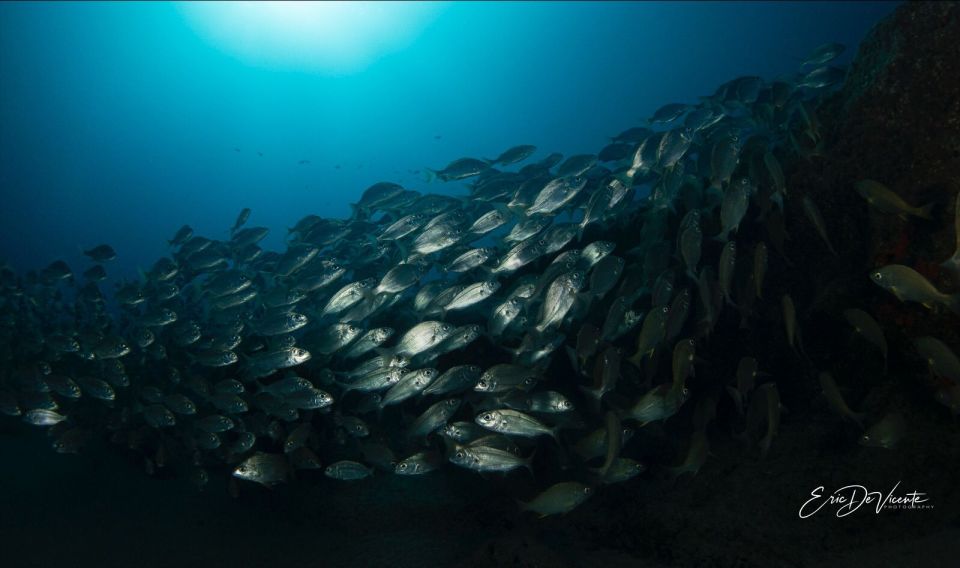 Puerto Del Carmen: Try Scuba Diving With 2 Dives and Photos