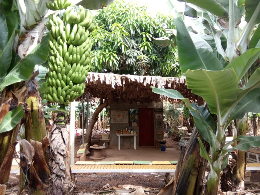 Tenerife: Finca Las Margaritas Banana Plantation Experience