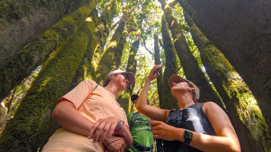 Tenerife: Hiking Tour Above Masca & Enchanted Forest