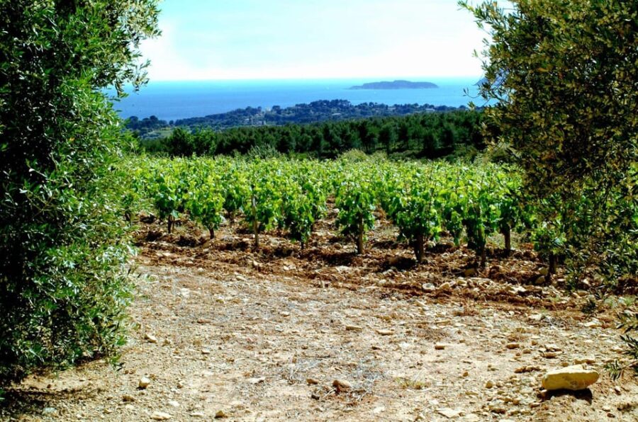 Visit the Vineyards and Discover Bandol Wines