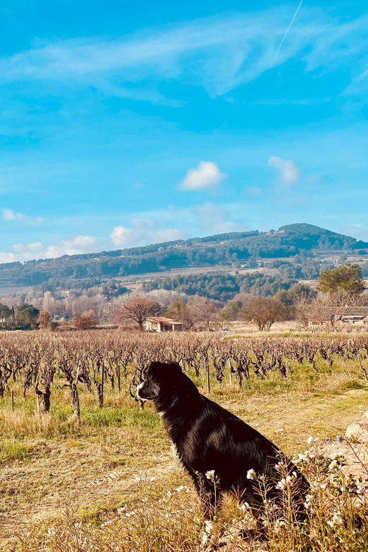 Wine Tasting Saint-Florent & Patrimonio