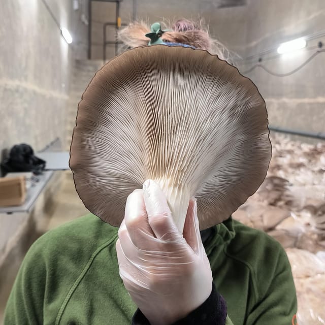 Zurich’s Best-Kept Secret: the Hidden World of Mushrooms!
