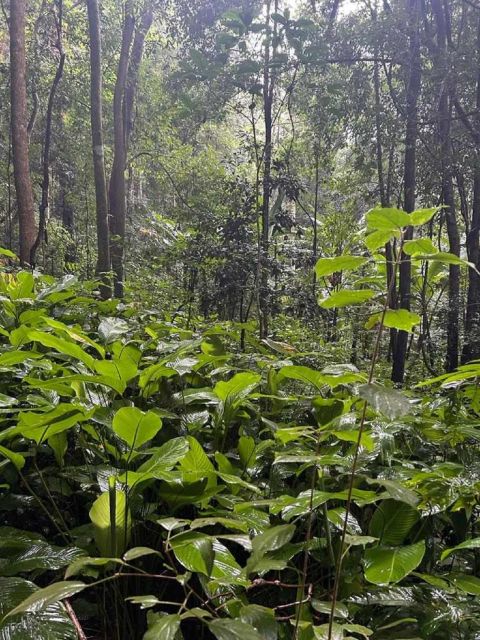 From Chiang Mai: Doi Saket Hiking Tour With Lunch - Itinerary and Activities
