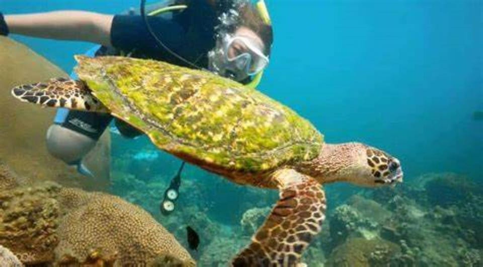 Wonder at Ang Thong Marine Park From Ko Samui - Snorkeling Among the Vibrant Coral Reefs