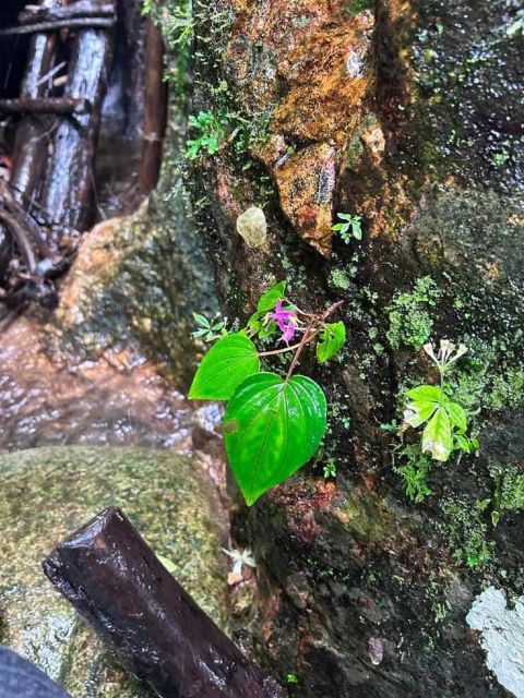 From Chiang Mai: Doi Saket Hiking Tour With Lunch - Frequently Asked Questions