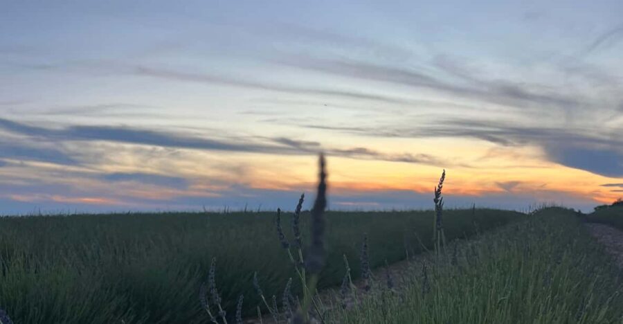 A Provençal Picnic at Sunset in the Lavender Fields