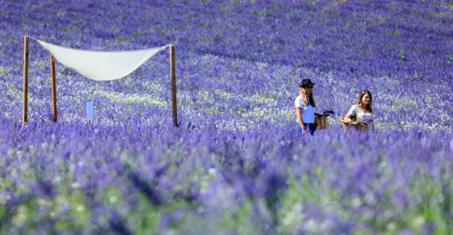 Aix-en-Provence: Lavender Fields Visit